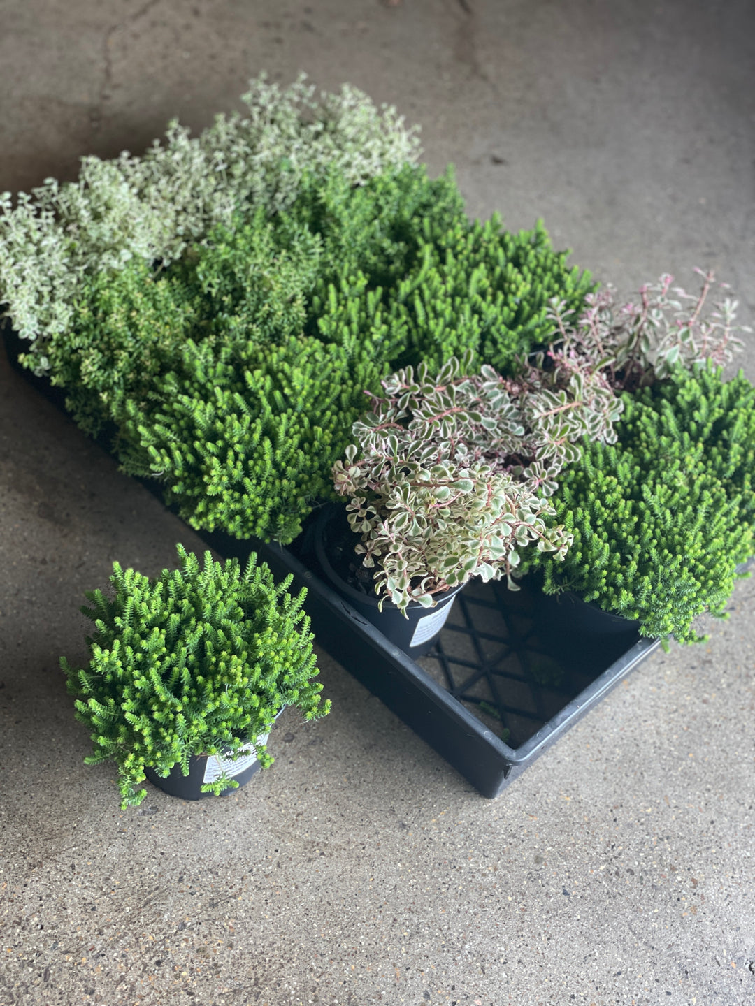 Sedum Assorted 120mm