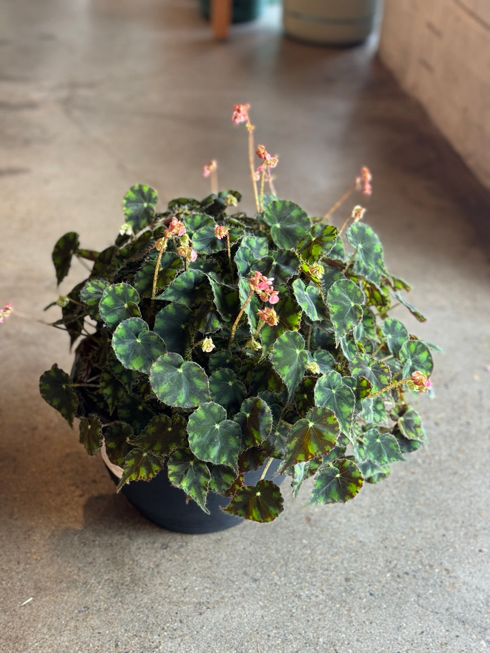 Begonia Bowerae "Eyelash" 270mm