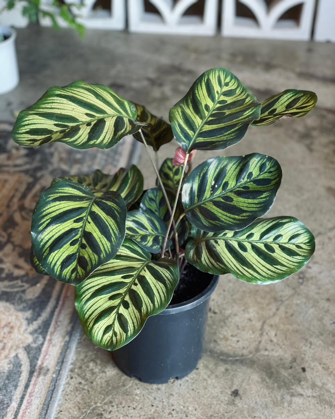 Calathea Makoyana "Peacock" 200mm