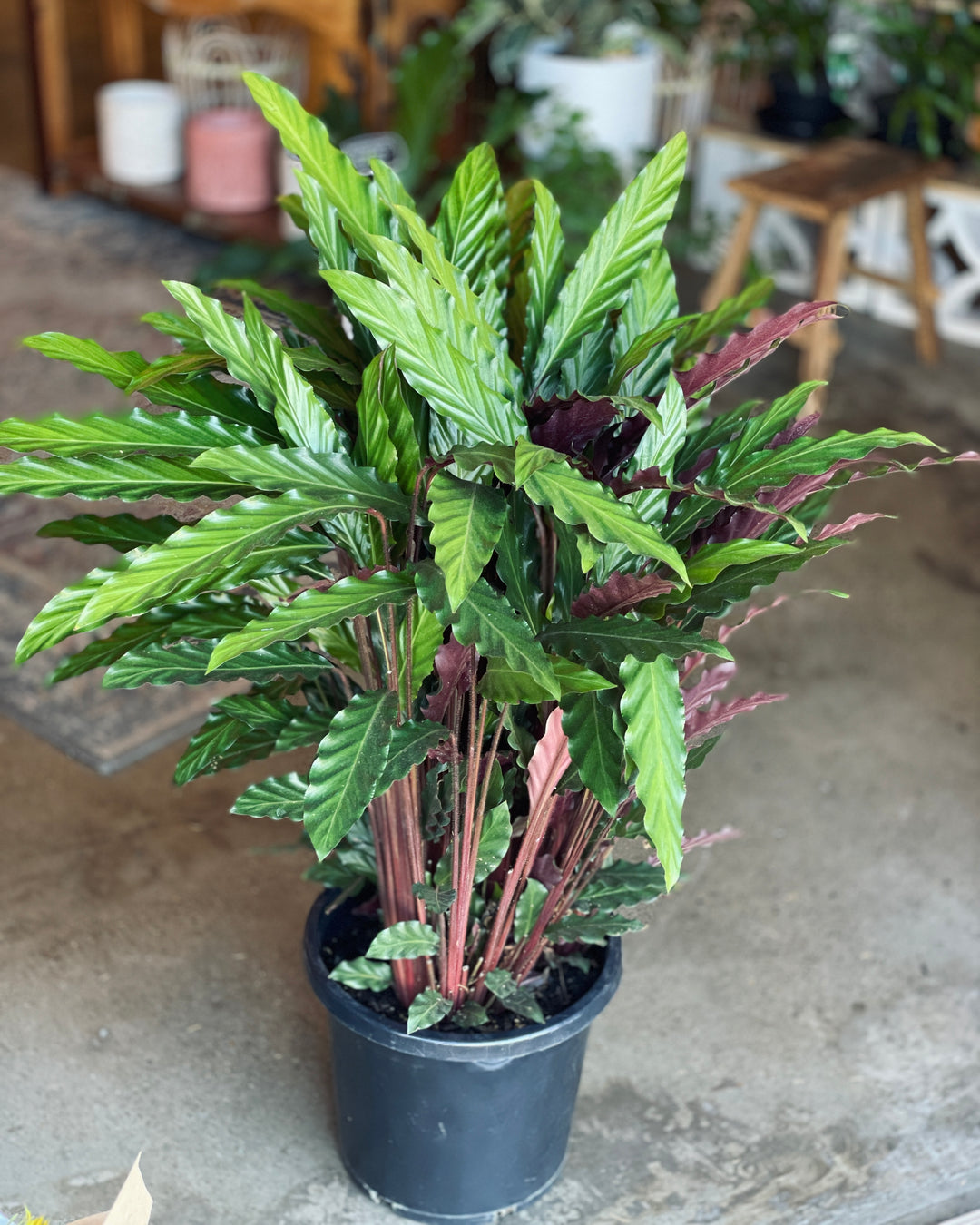 Calathea Rufibarba 300mm