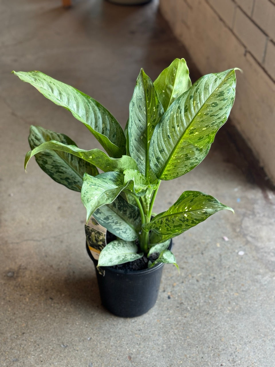 dieffenbachia memoria corsii care Dieffenbachia Memoria Corsii