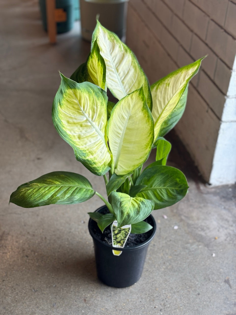 dieffenbachia mariana Dieffenbachia Mariana