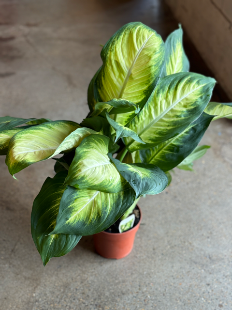 Dieffenbachia Mariana 140mm