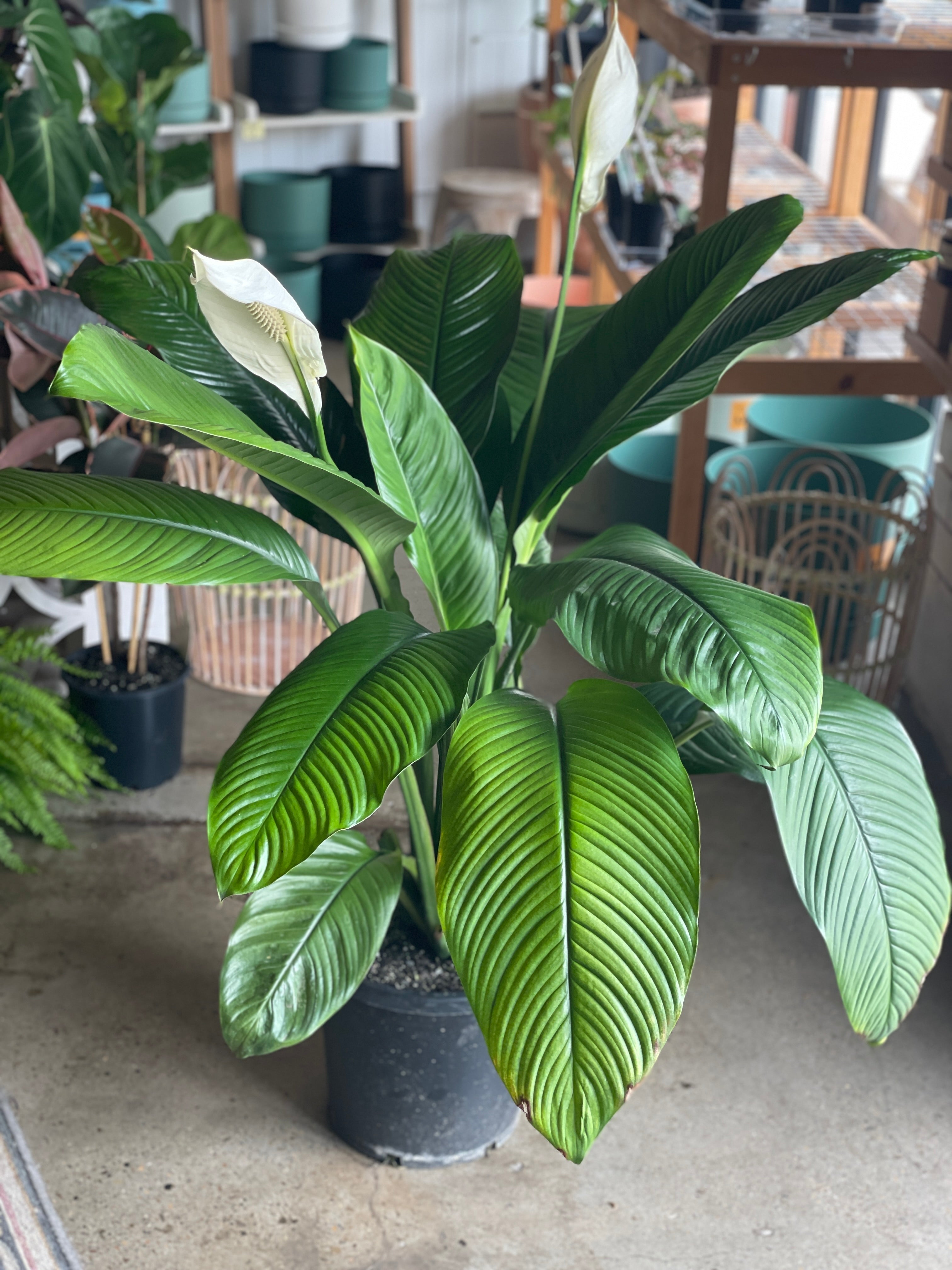 peace lily vs sensation plant Spathiphyllum Sensation Peace Lily