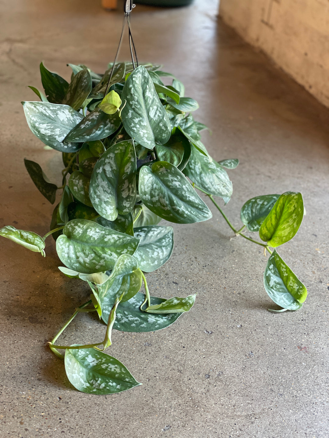 Satin Pothos 180mm HB