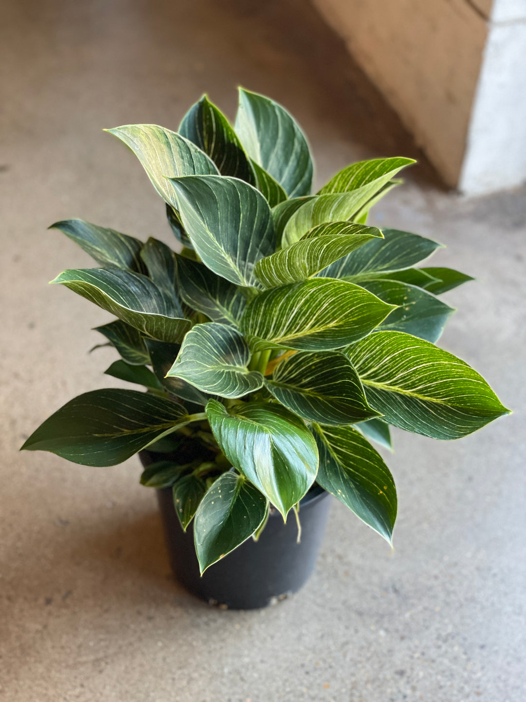 Philodendron Birkin 140mm