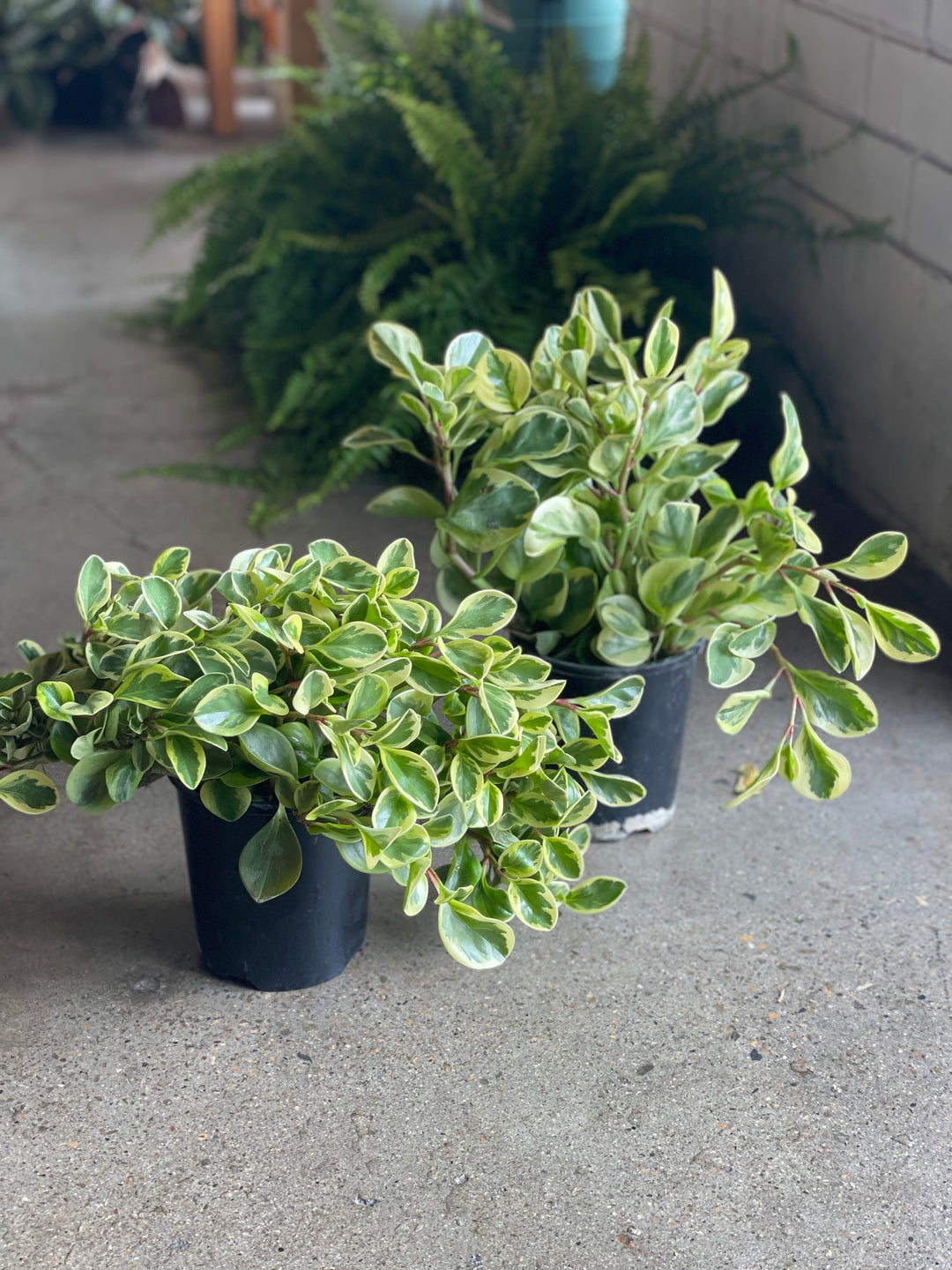 Peperomia Albo 140mm