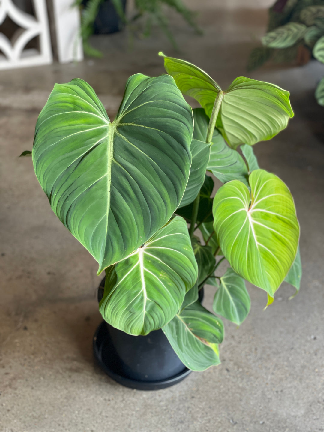 Philodendron Gloriosum Indoor Plant houseplant Plant shop Logan Plant shop Brisbane Nursery near me easy care plants rare plants