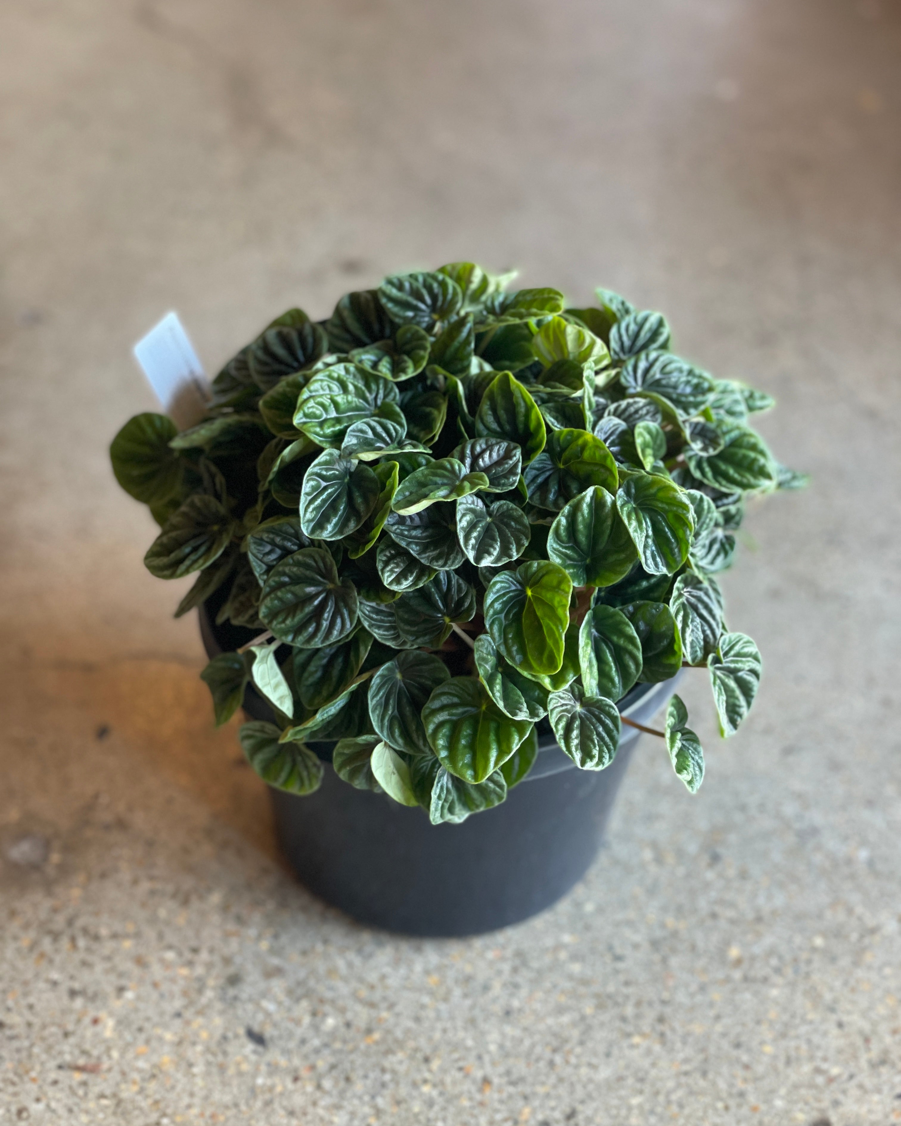 Peperomia Caperata Planta Interior Colgante | Cuotas sin interés