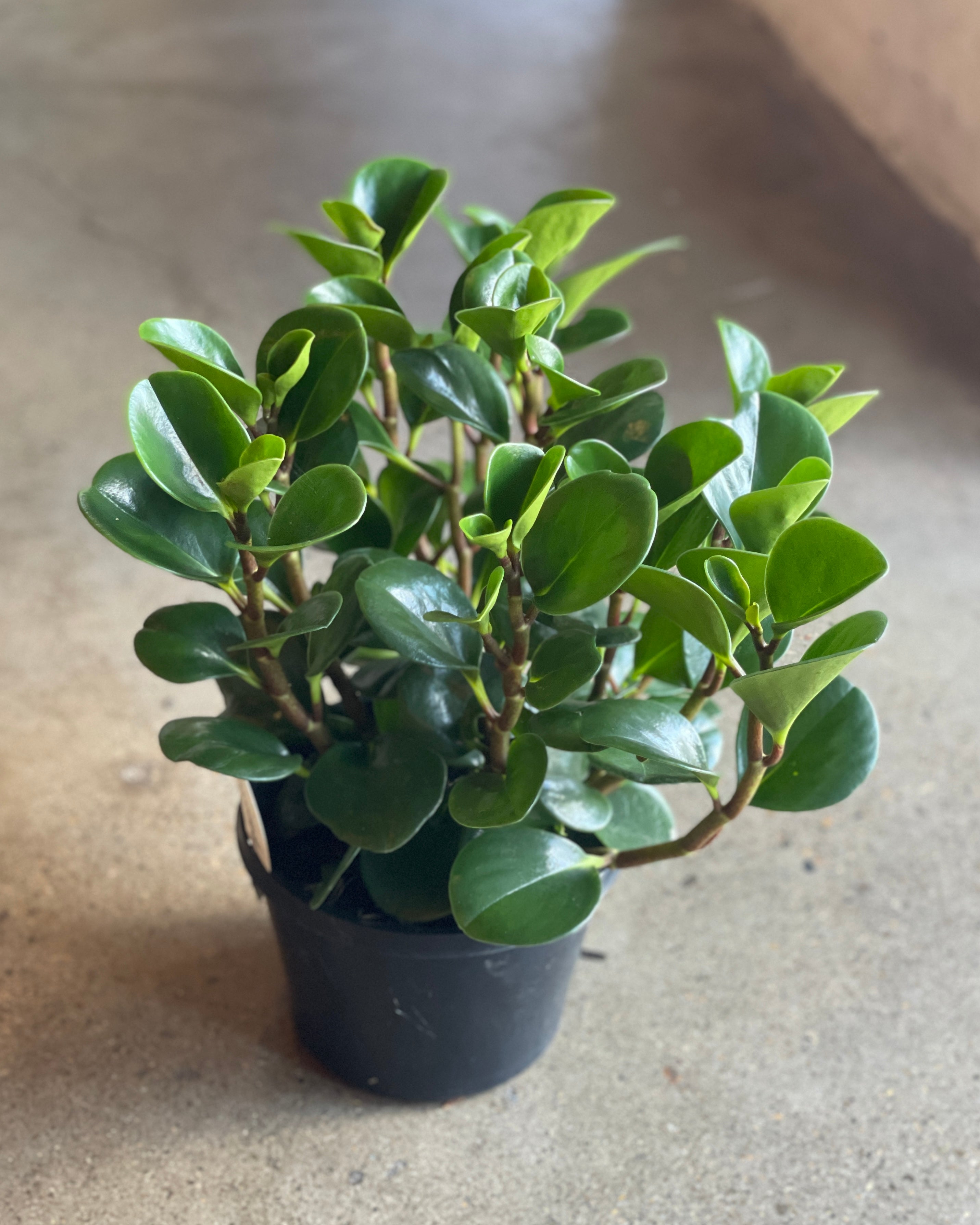 peperomia jade plant Peperomia Jade