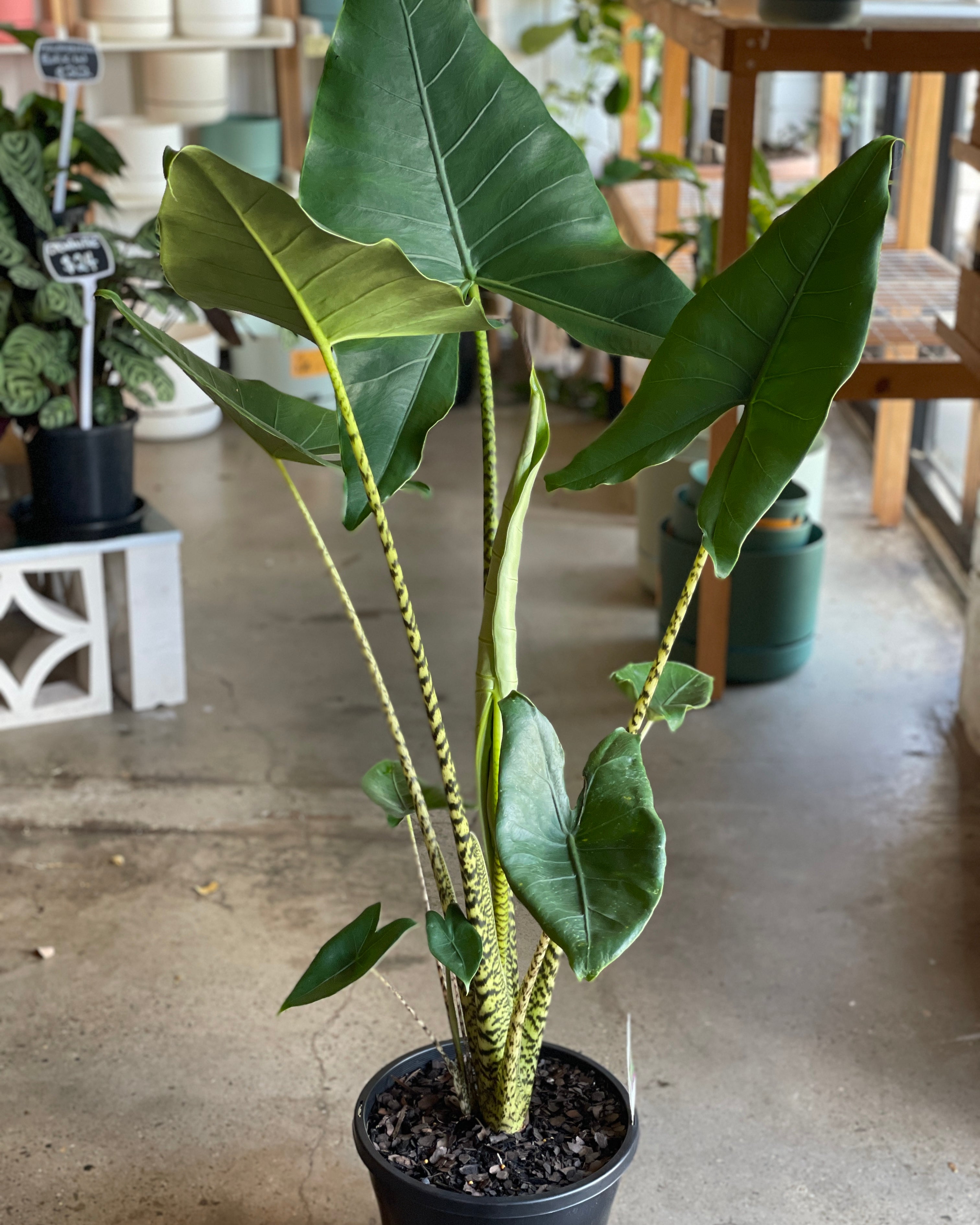 Alocasia Zebrina 250mm – Unveiling Poppy