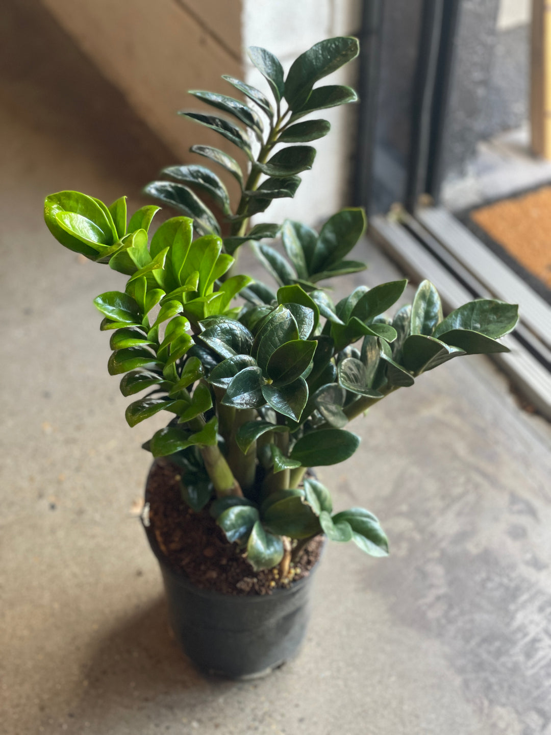 Zanzibar Zenzii 180mm