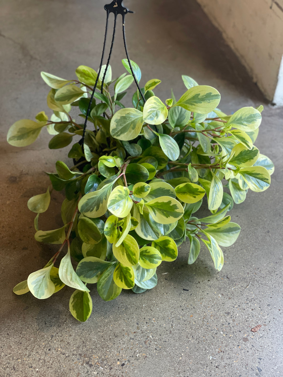 Peperomia Albo 200mm HB