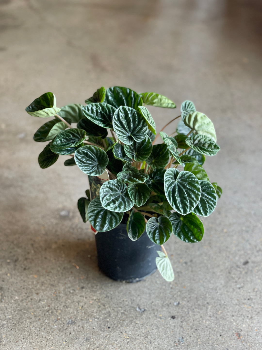 Peperomia Caperata Emerald Ripple 125mm