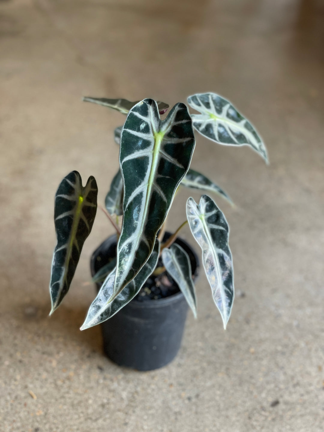 Alocasia Amazonica "Bambino" 125mm