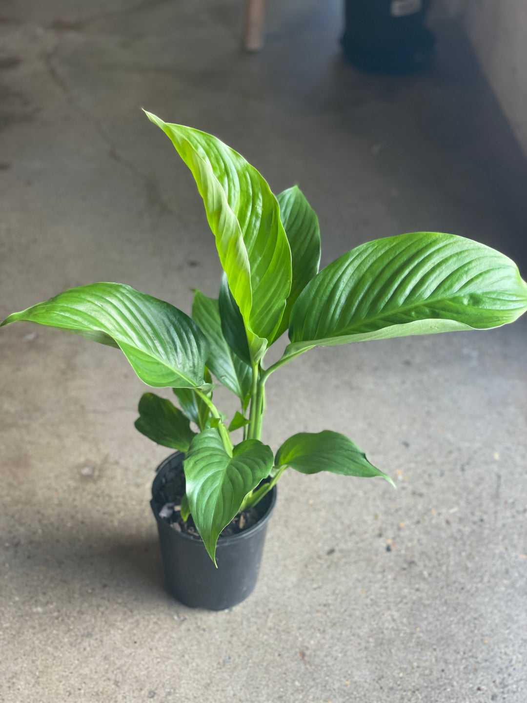 Spathiphyllum Dazzle 140mm