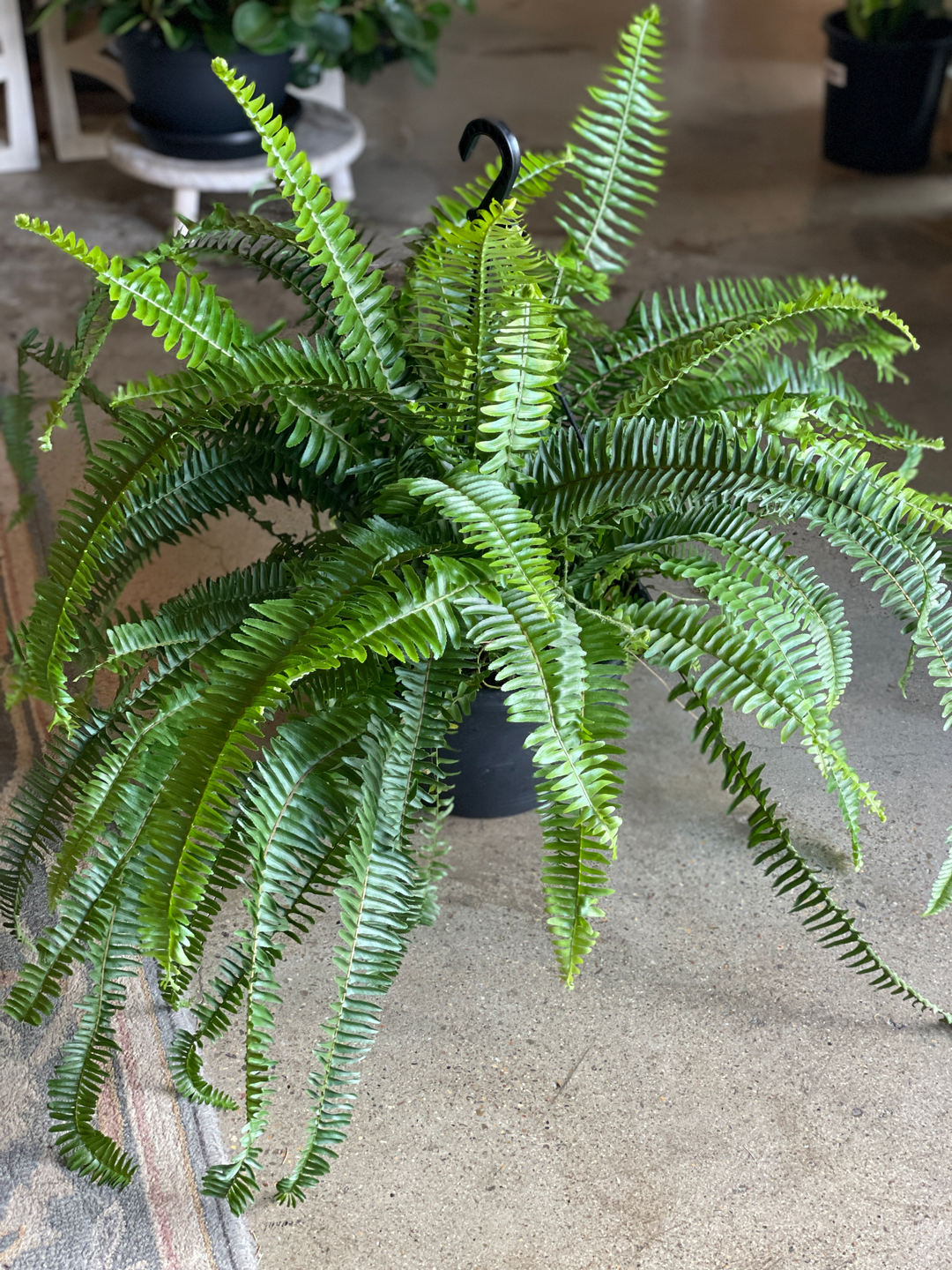 Boston Fern 270mm HB