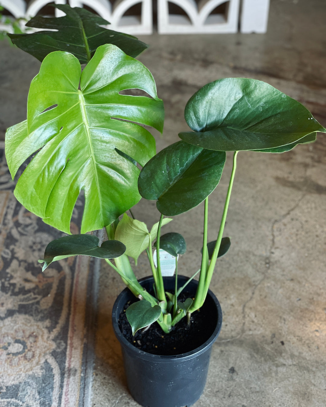 Monstera Deliciosa 200mm