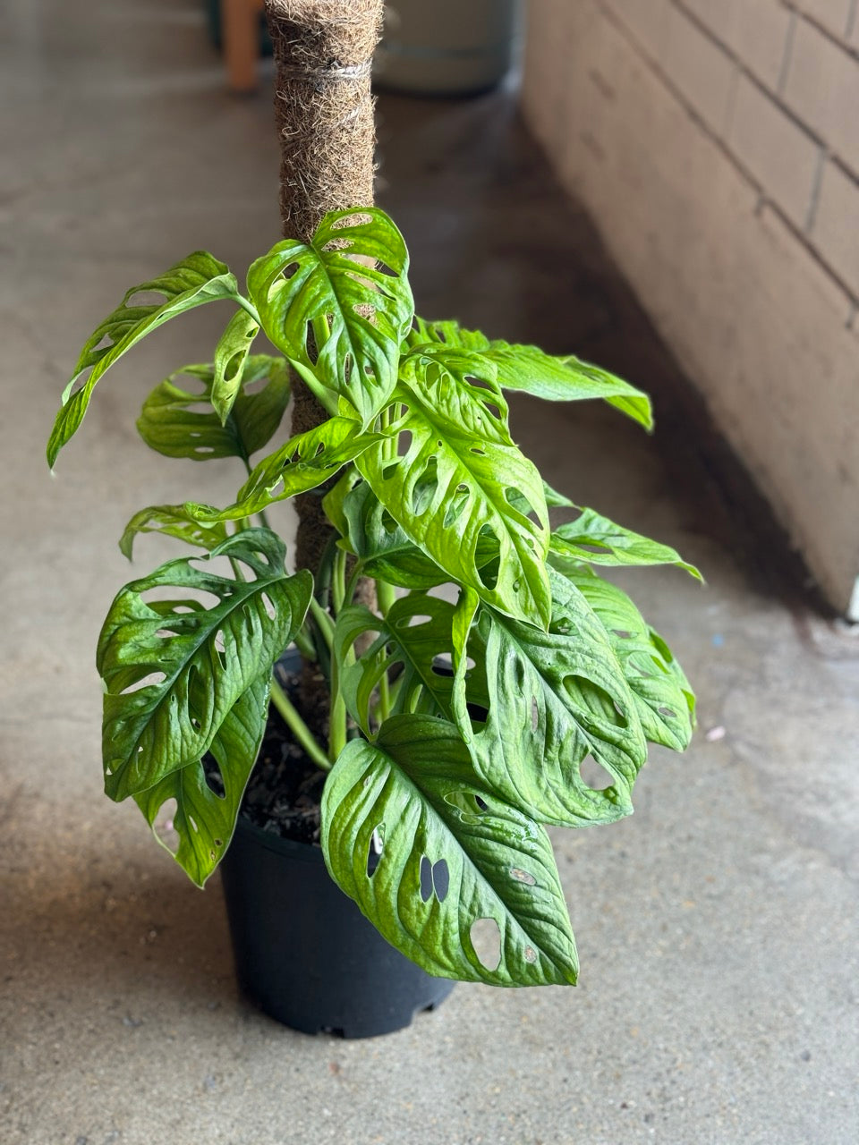 Monstera Adansonii "Monkey Mask" 200mm