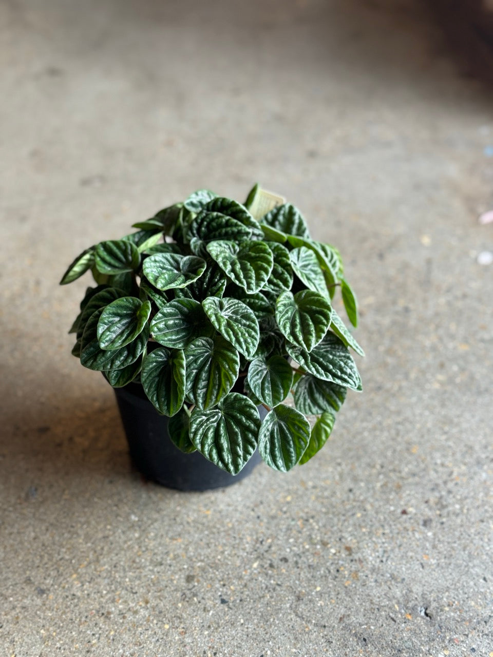 Peperomia Lilian | Pianta da 15-25 cm | Piccola Pianta per Interni