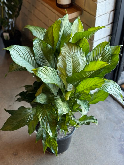 Peace Lily - Spathiphyllum Platinum Mist 250mm