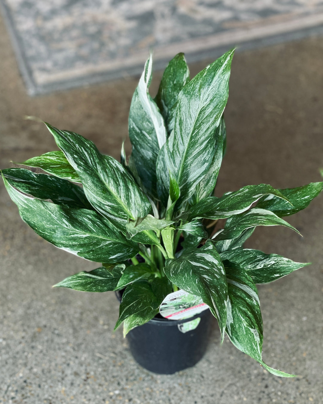 Spathiphyllum 'Jet diamond' 150mm