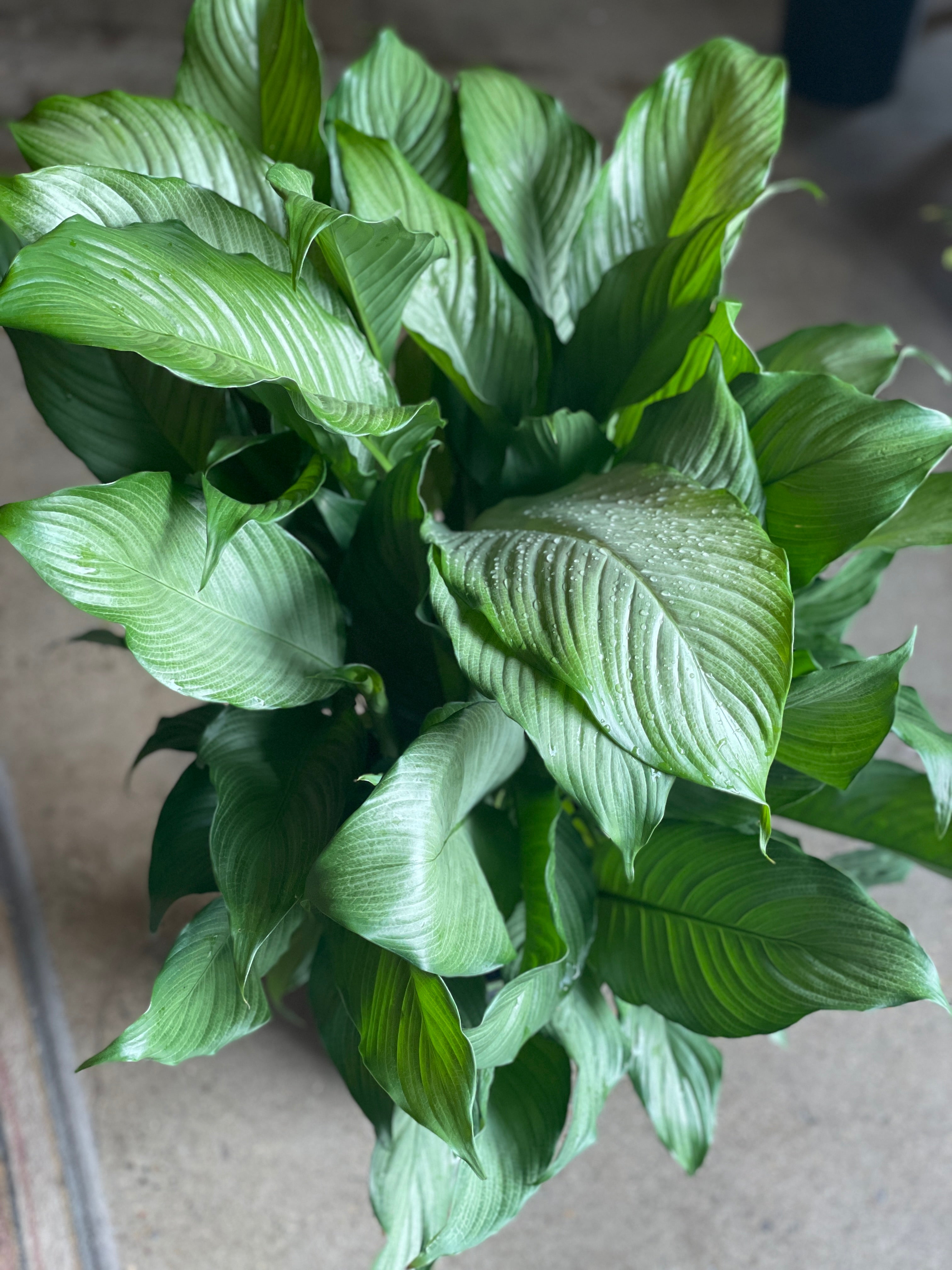 silver mist peace lily Spathiphyllum Platinum Mist Peace Lily