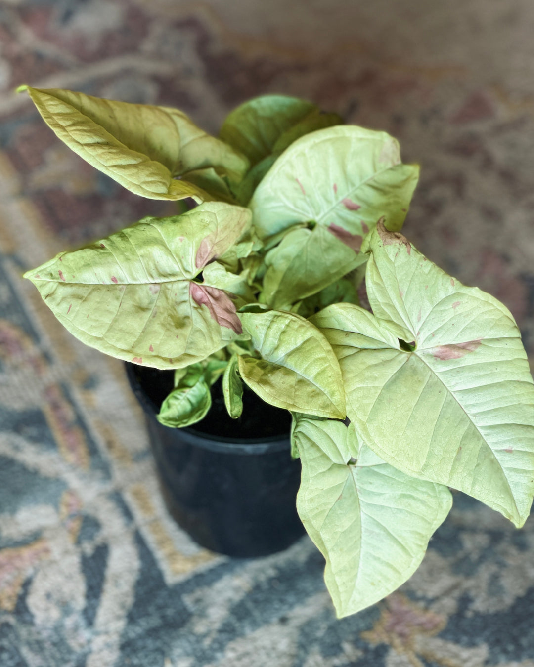 Syngonium "Confetti" 150mm