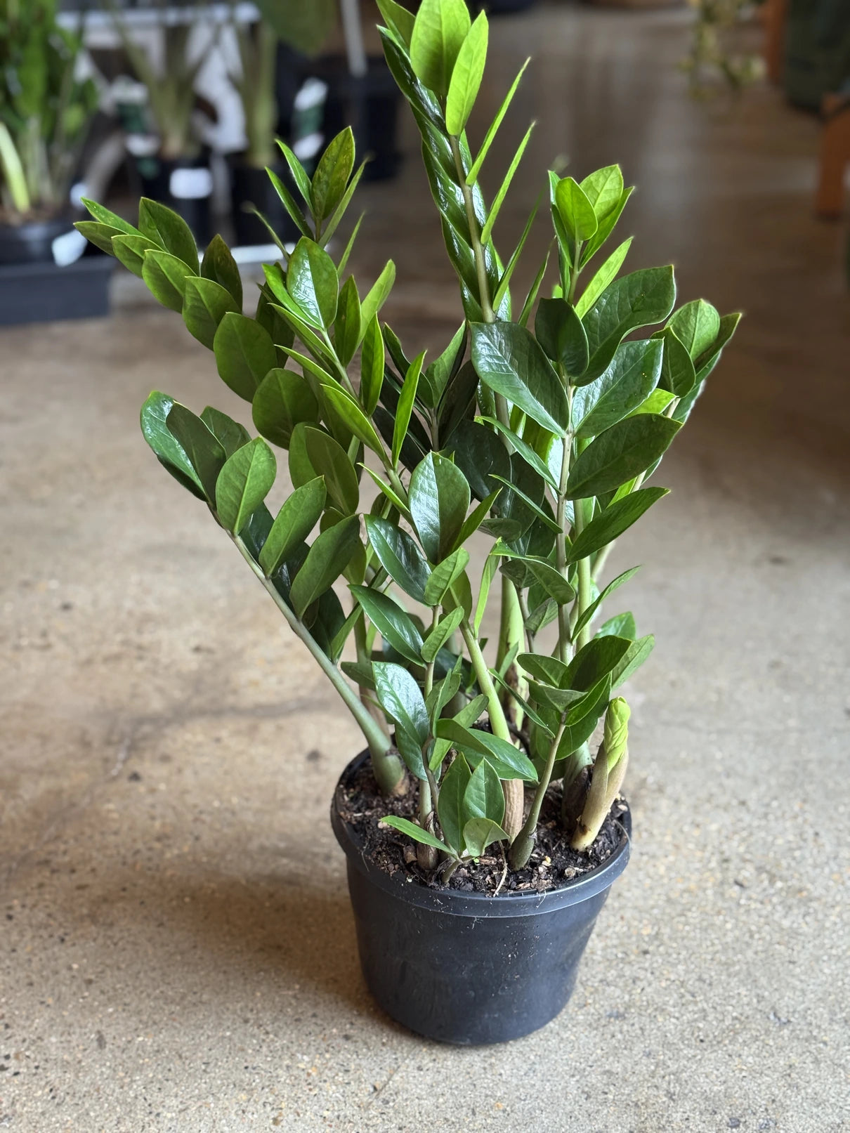 90-110cm zz plant 21cm pot large zanzibar gem Zanzibar Gem