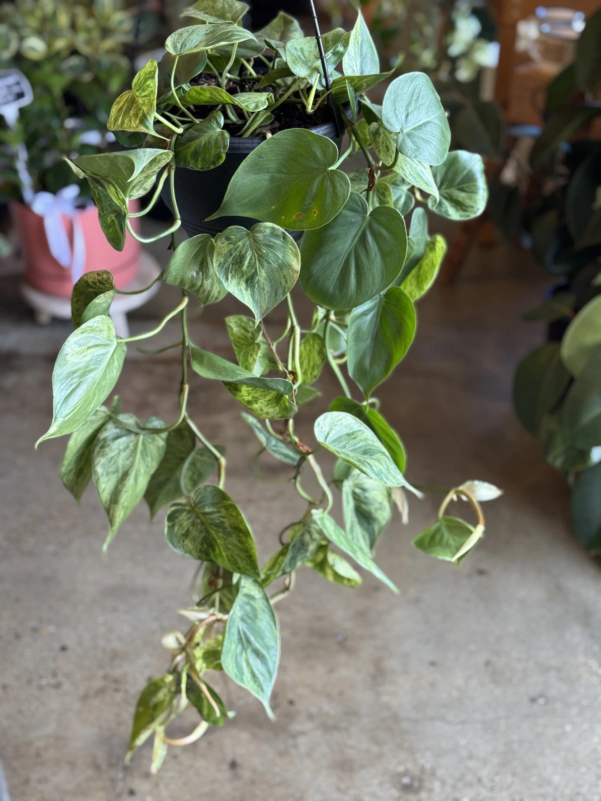philodendron oxycardium cordatum INDOOR PLANT SHOP