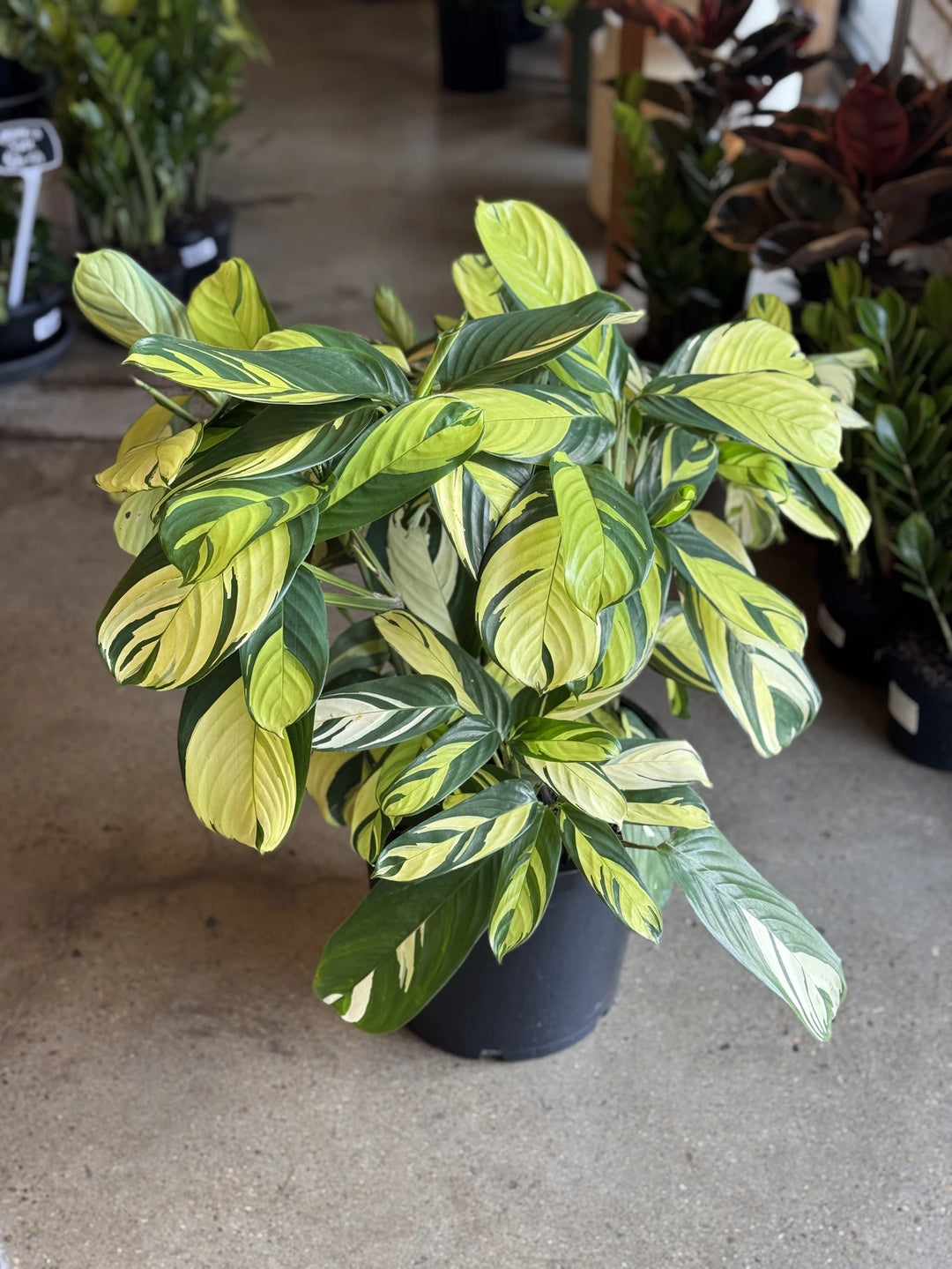 Ctenanthe Lubbersiana Variegata 300mm