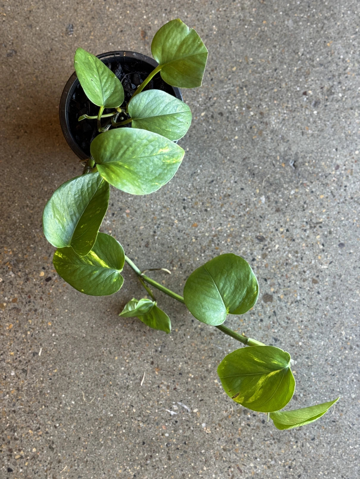 pothos plant bunnings Devils Ivy - Green & Gold Pothos