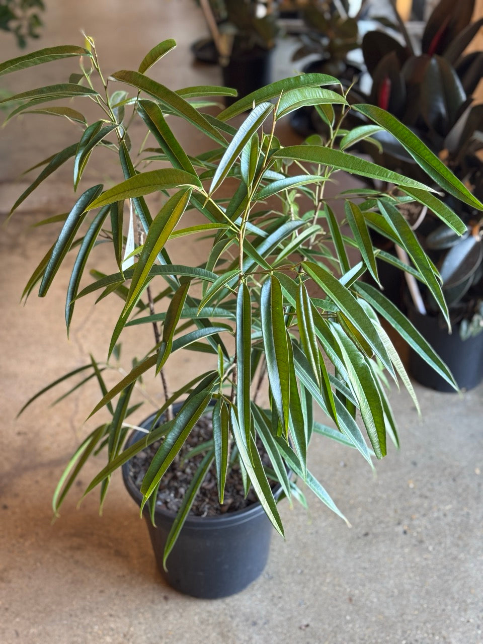 indoor plants with long narrow leaves Ficus Binnendijkii 'Narrow Leaf'