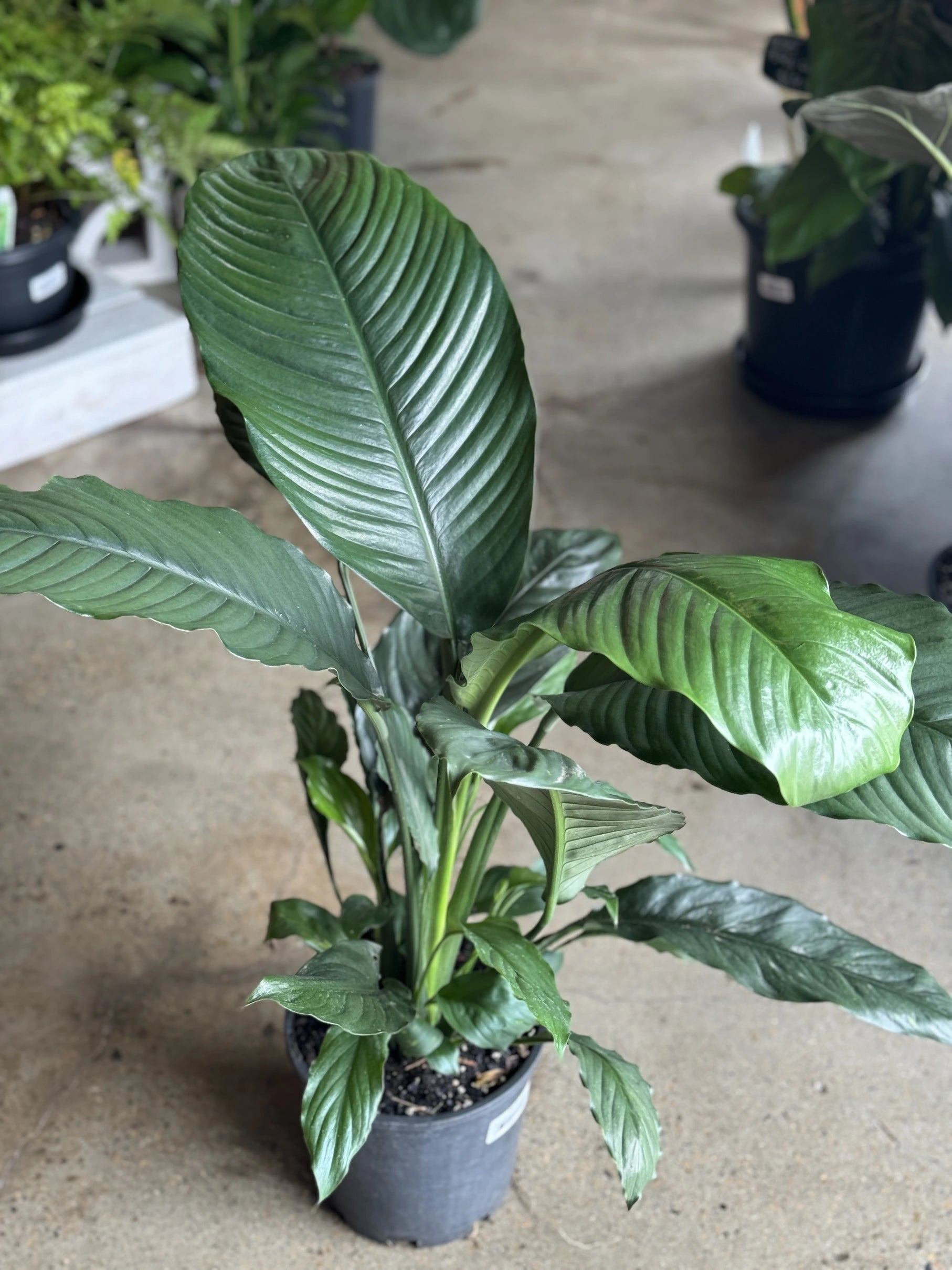 moonlight peace lily Peace Lily 'Blue Moon'