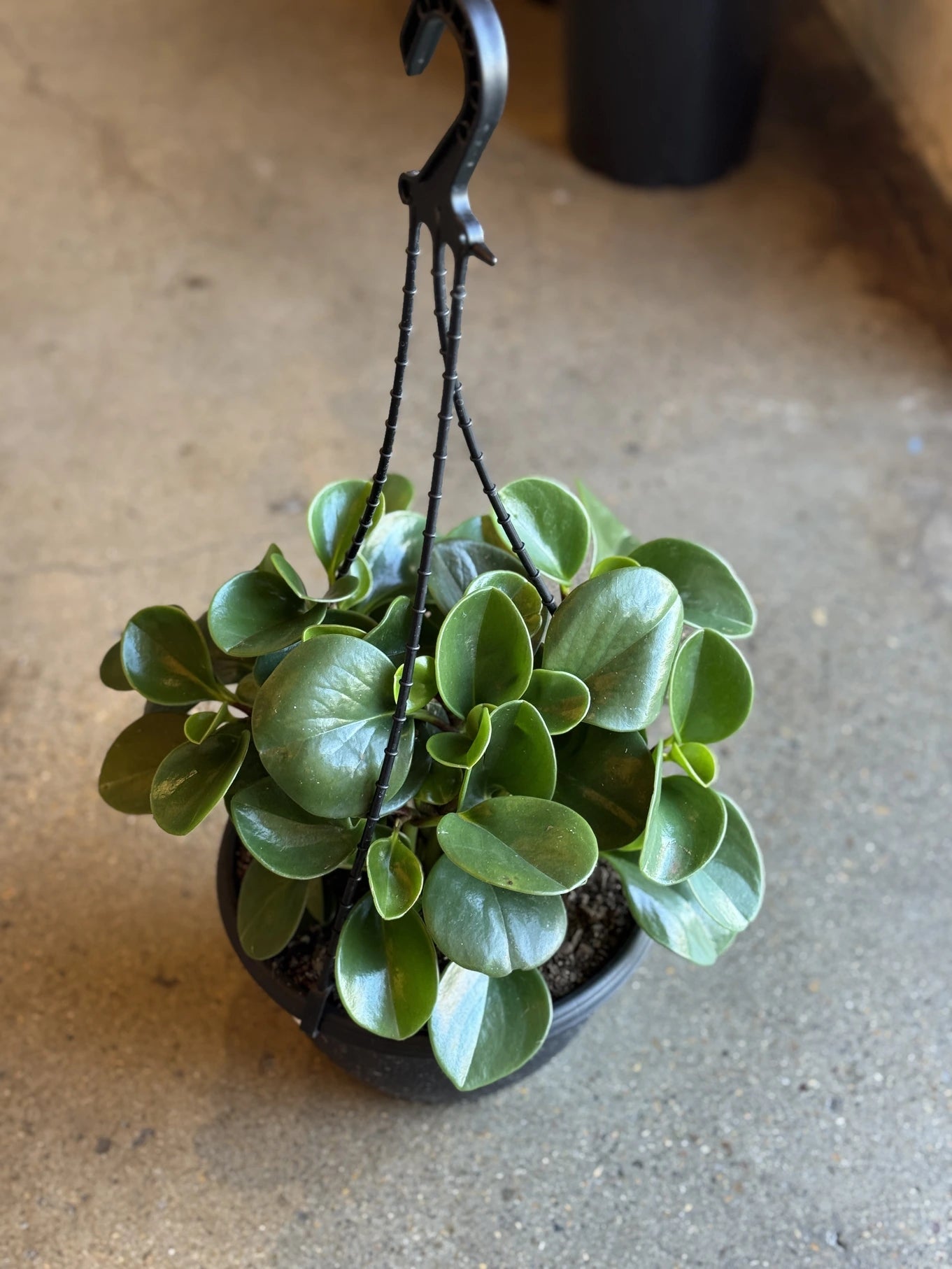 jade plant bunnings Peperomia Jade 200mm