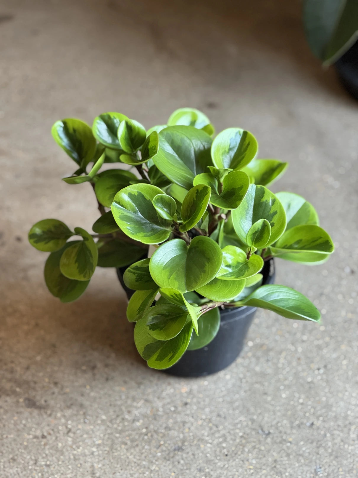 Peperomia Lemon Lime