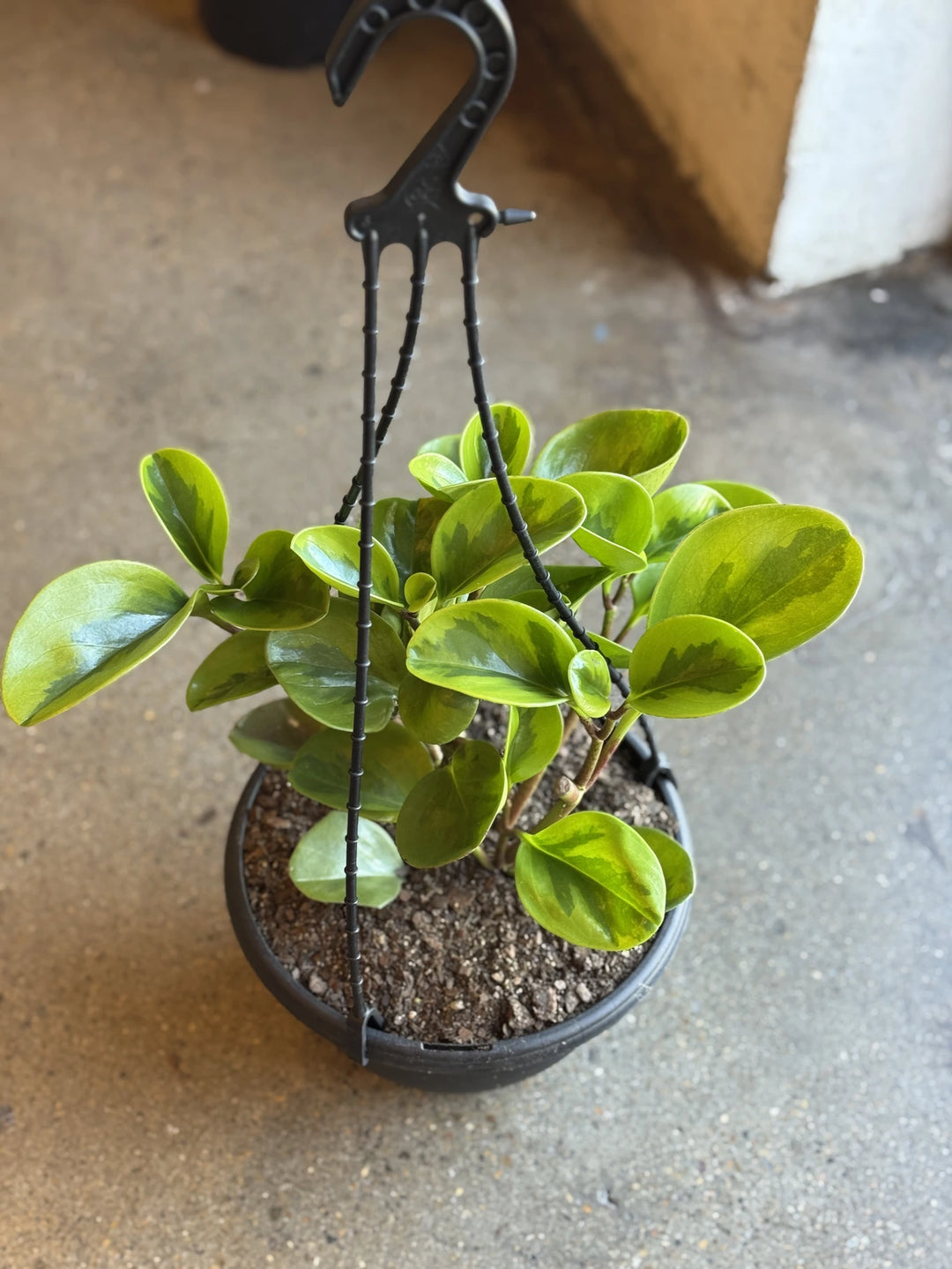 Peperomia Lemon Lime 200mm HB