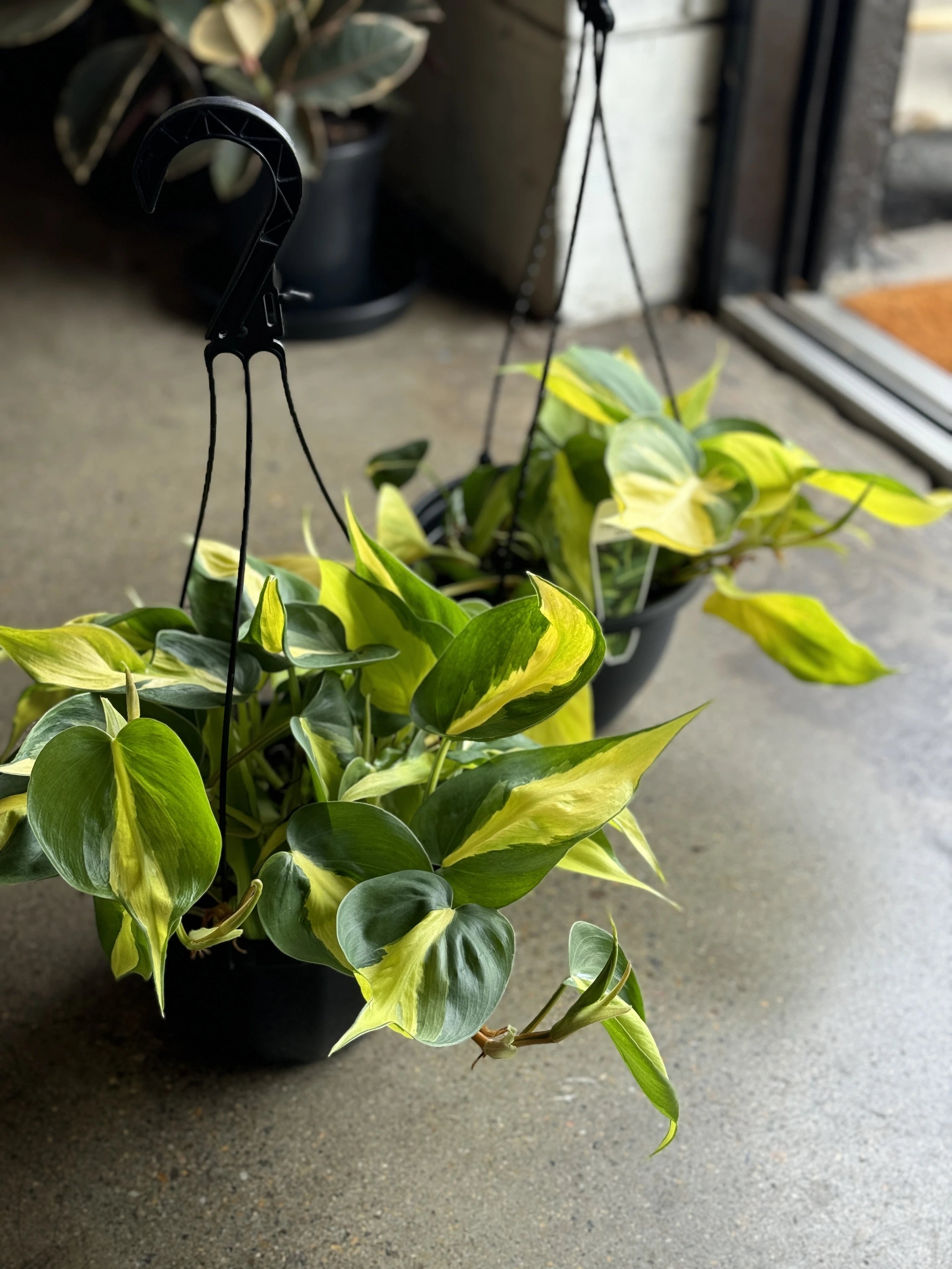 philodendron brasil yellow Philodendron Brasil