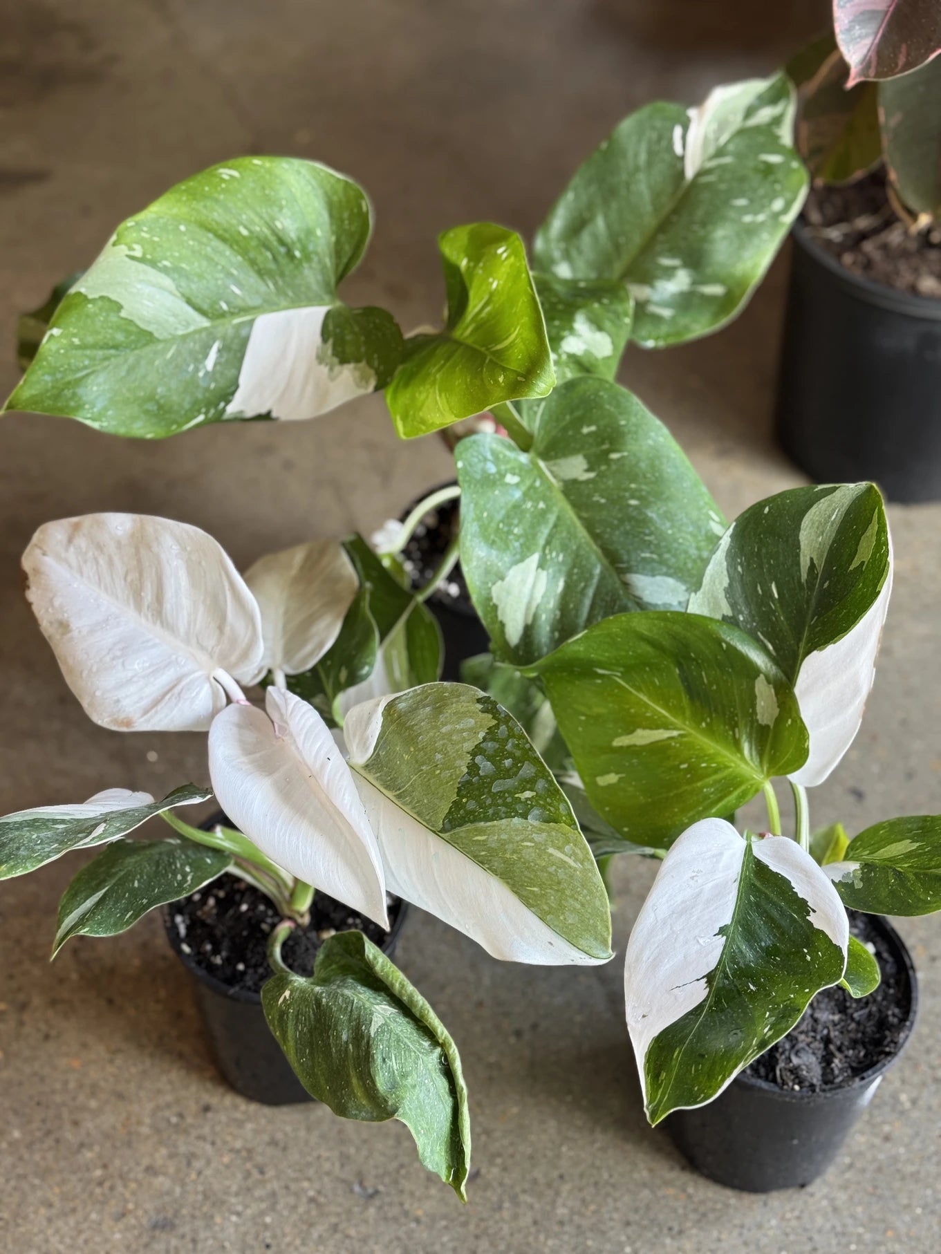 philodendron indoor bunnings Philodendron White Princess
