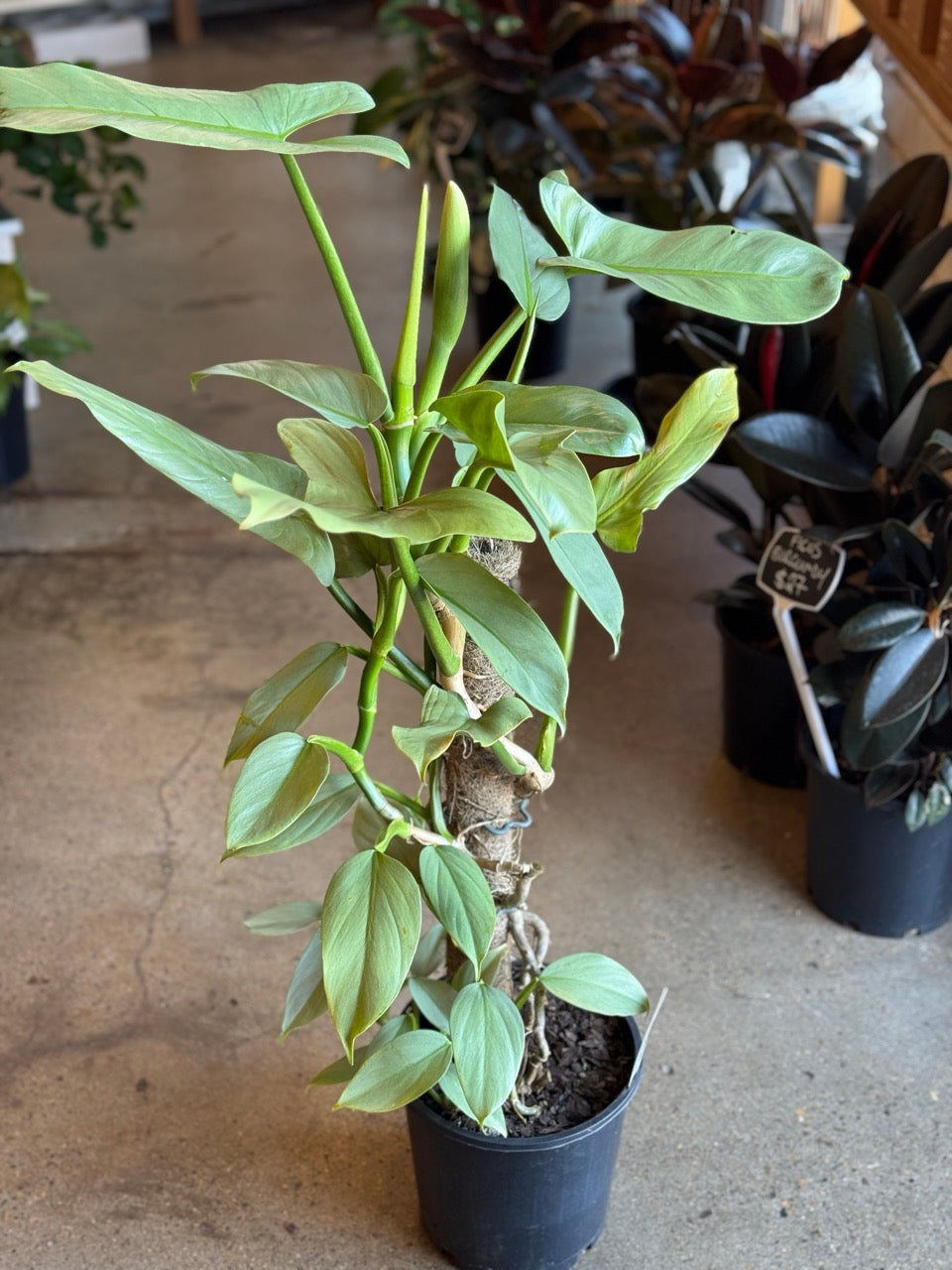 Philodendron Hastatum 
