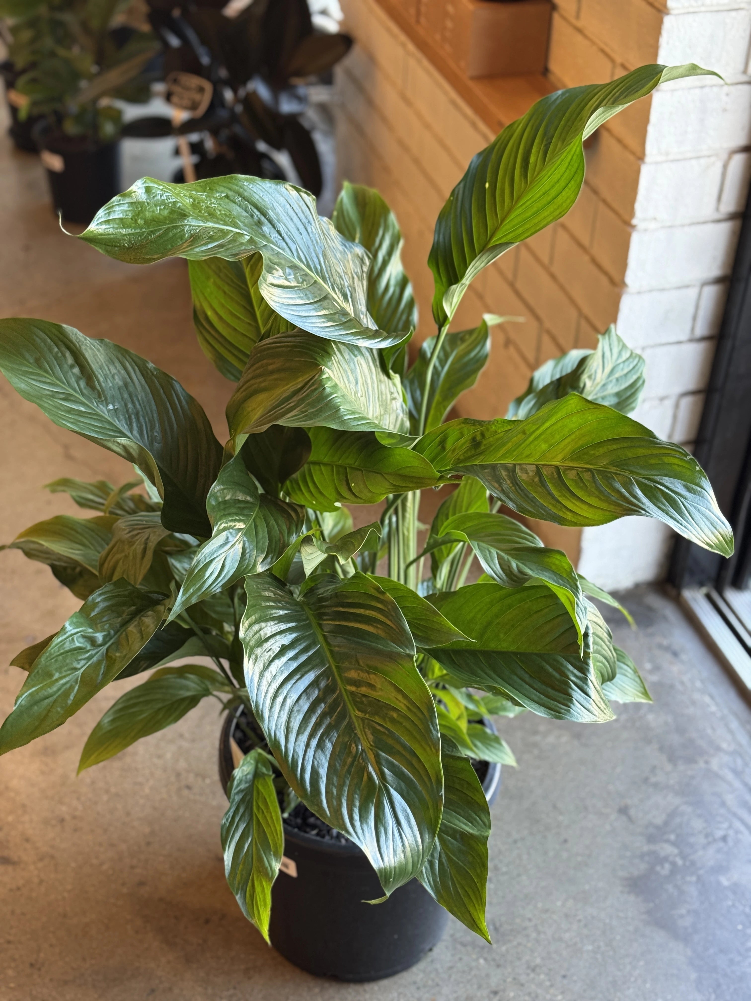 peace lily bunnings Peace Lily 'Seventh Heaven'