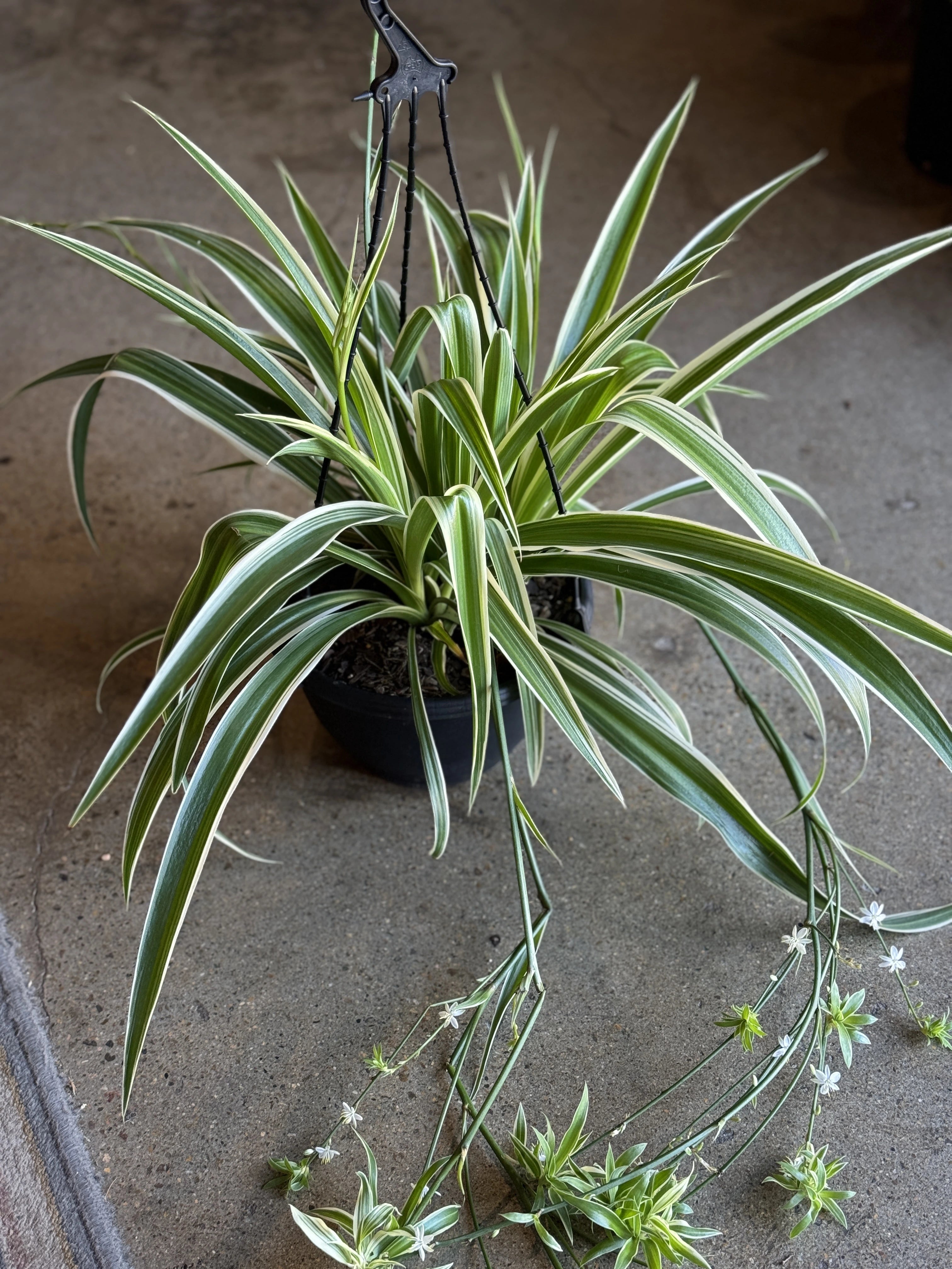 Chlorophytum "Spider Plant" | INDOOR PLANT SHOP - Unveiling Poppy
