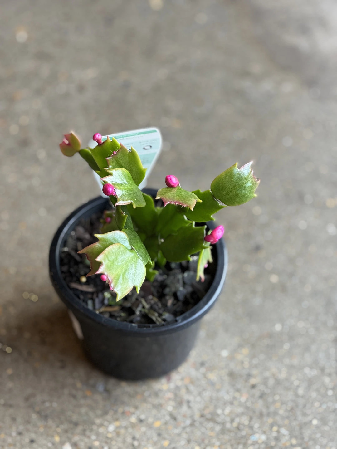 Schlumbergera Zygocactus 100mm