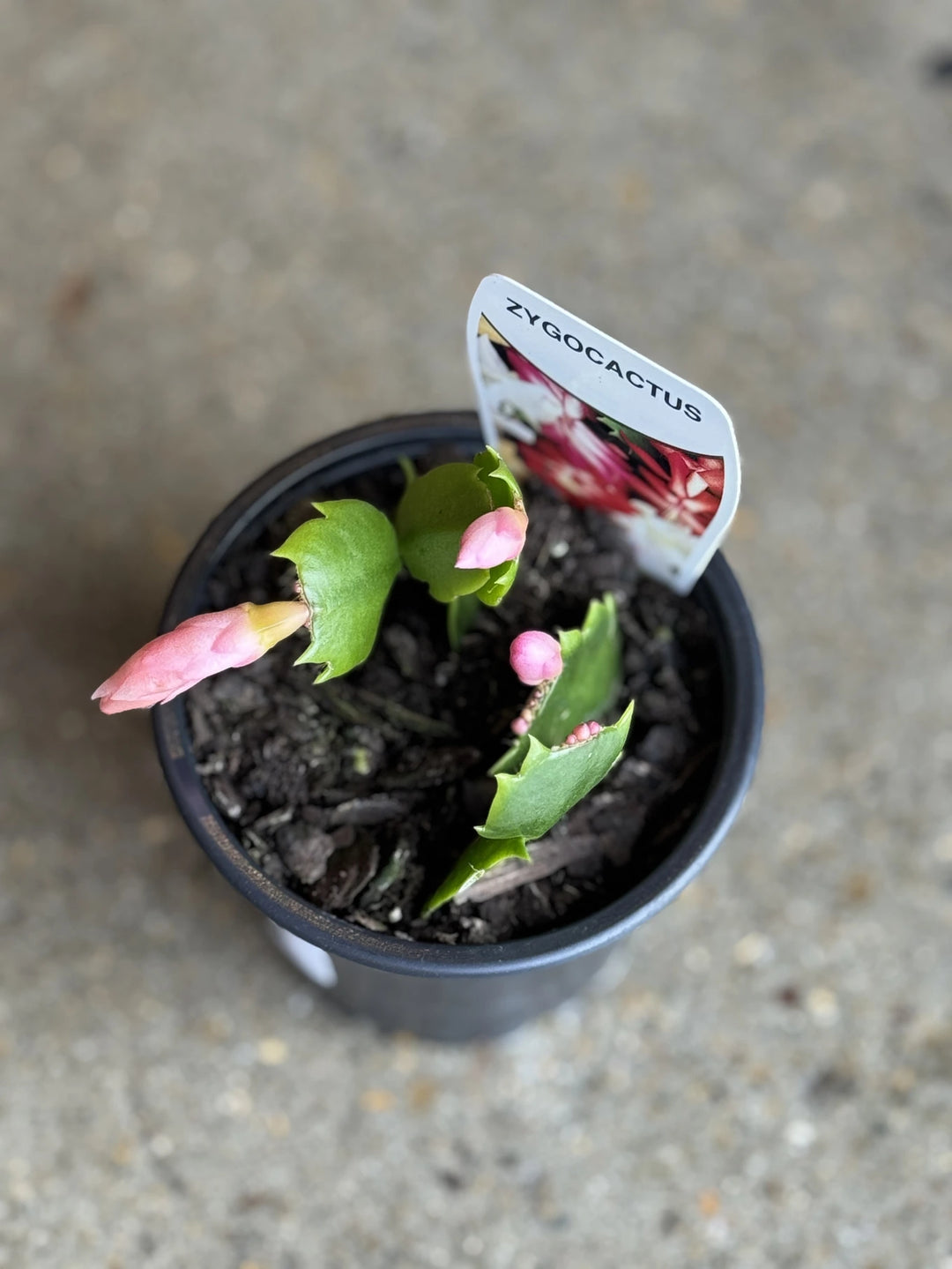Schlumbergera Zygocactus 120mm