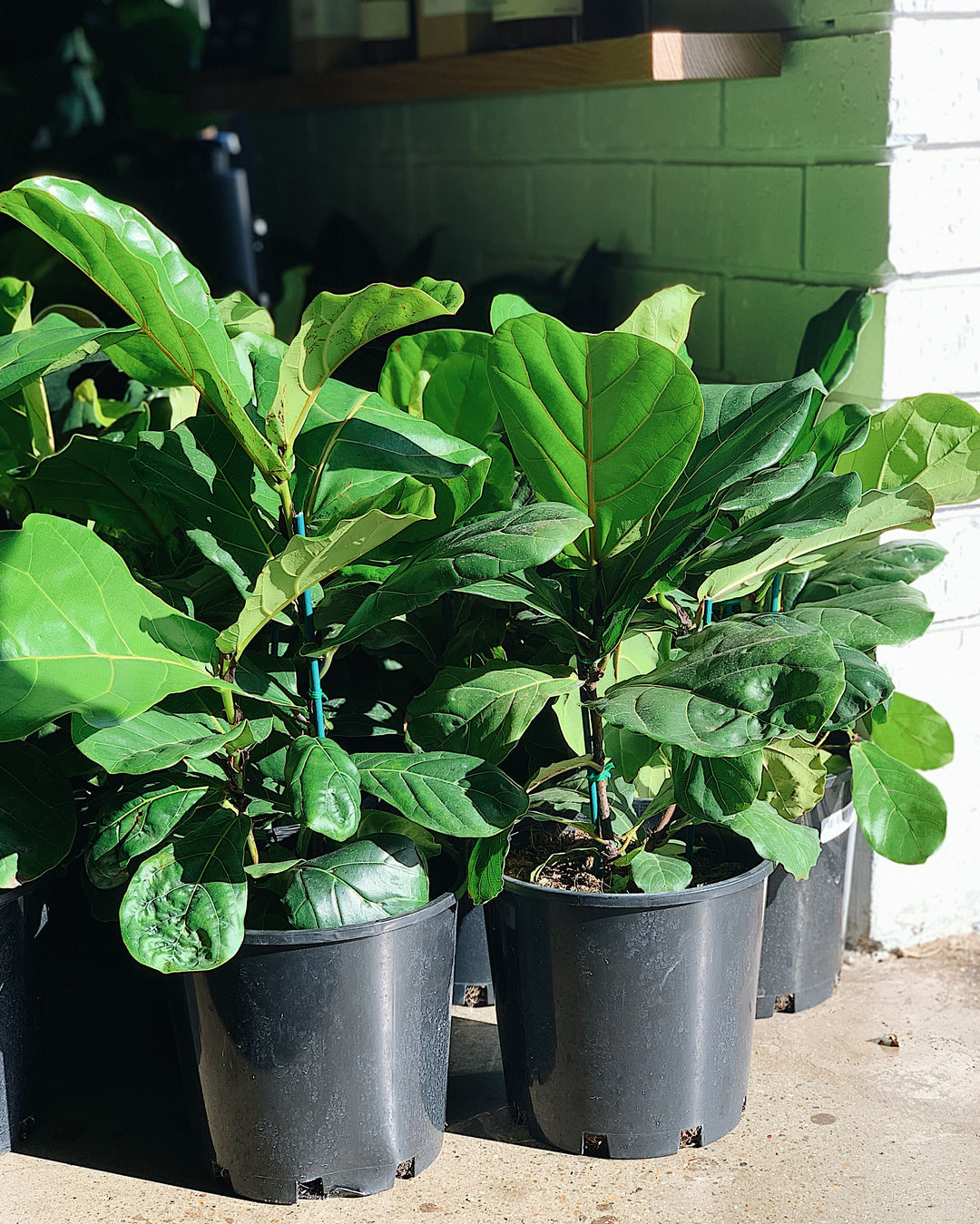 Fiddle-Leaf Fig (Ficus Lyrata) 200mm