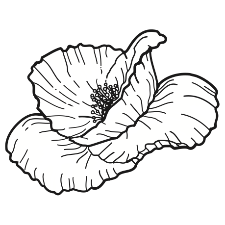 Unveiling Poppy Cards