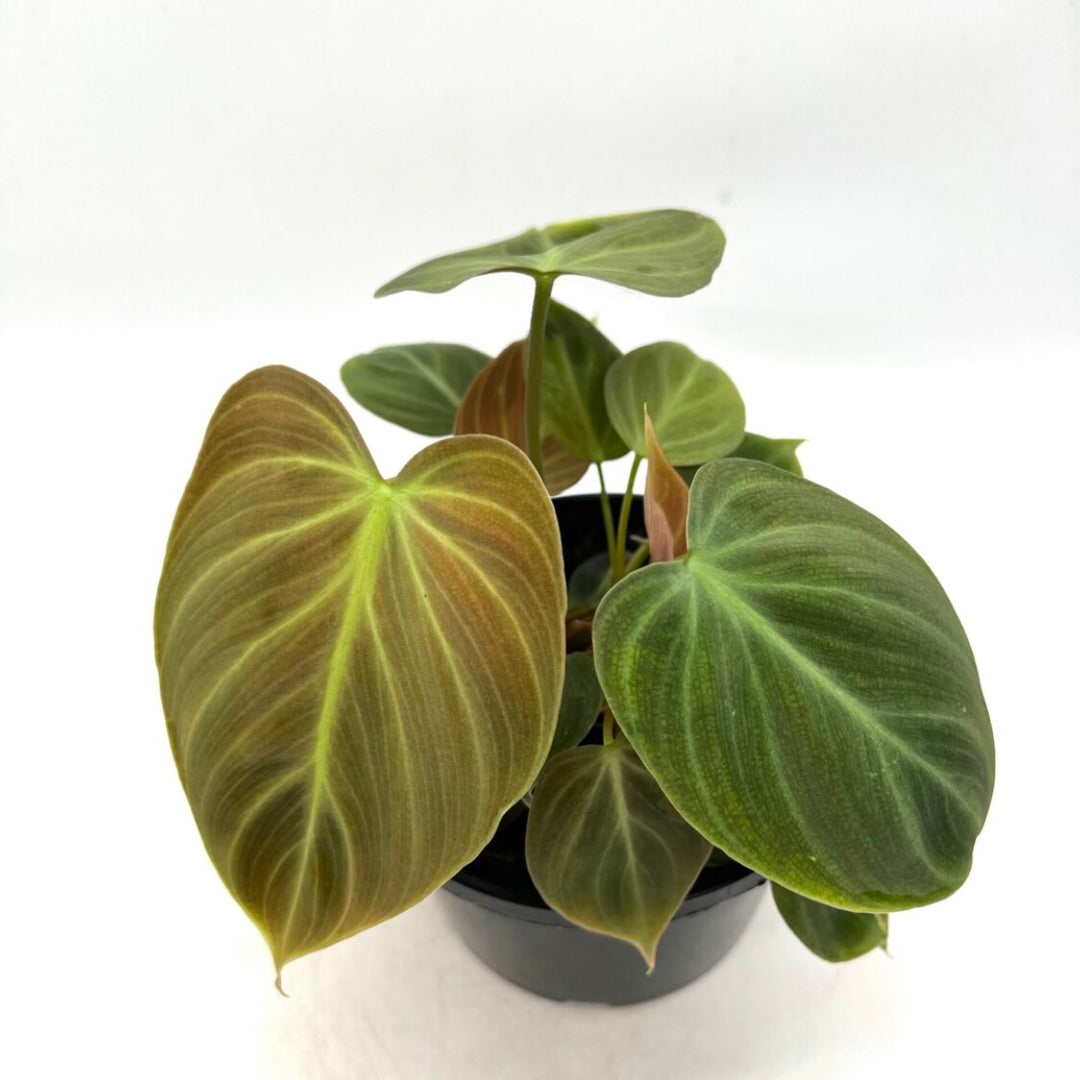 Philodendron El Choco Red 140mm