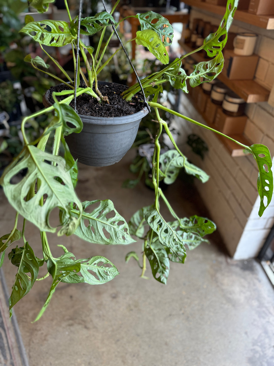 monstera monkey mask plant Monstera Monkey Mask