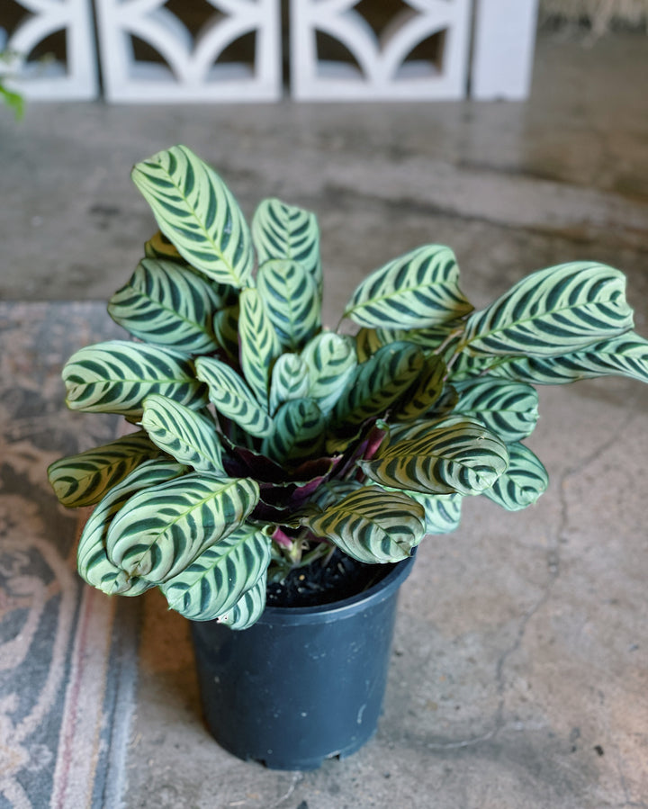 Ctenanthe Burle 200mm
