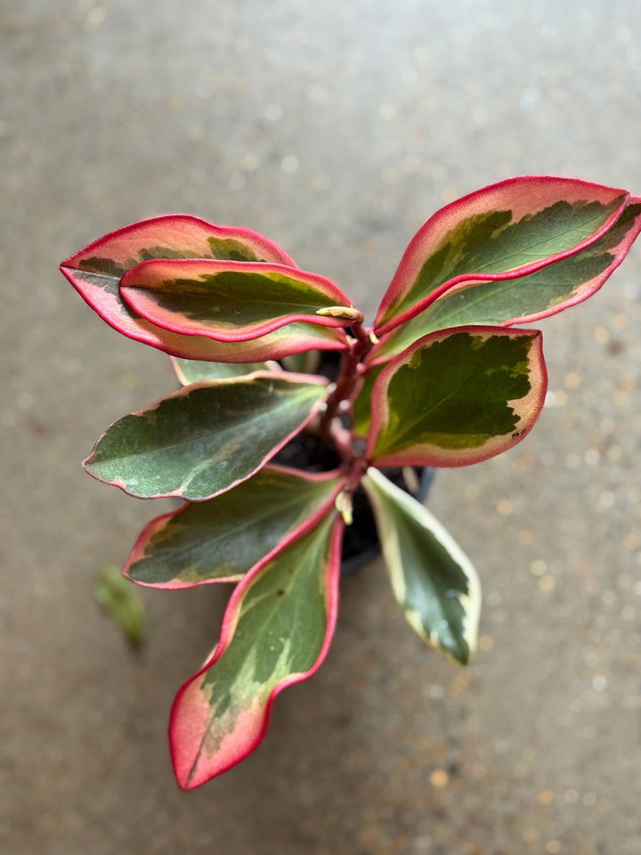 Peperomia Clusiifolia Jelly 125mm